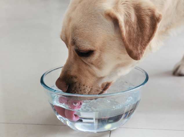 agua para perros